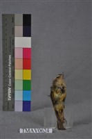 火冠戴菊鳥藏品圖，第6張